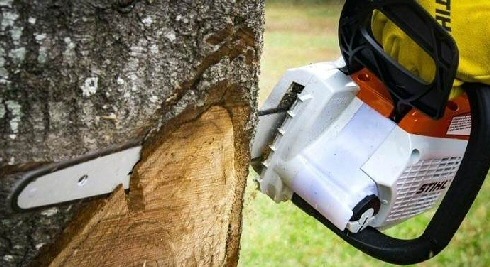 Which Is The Best Chainsaw?